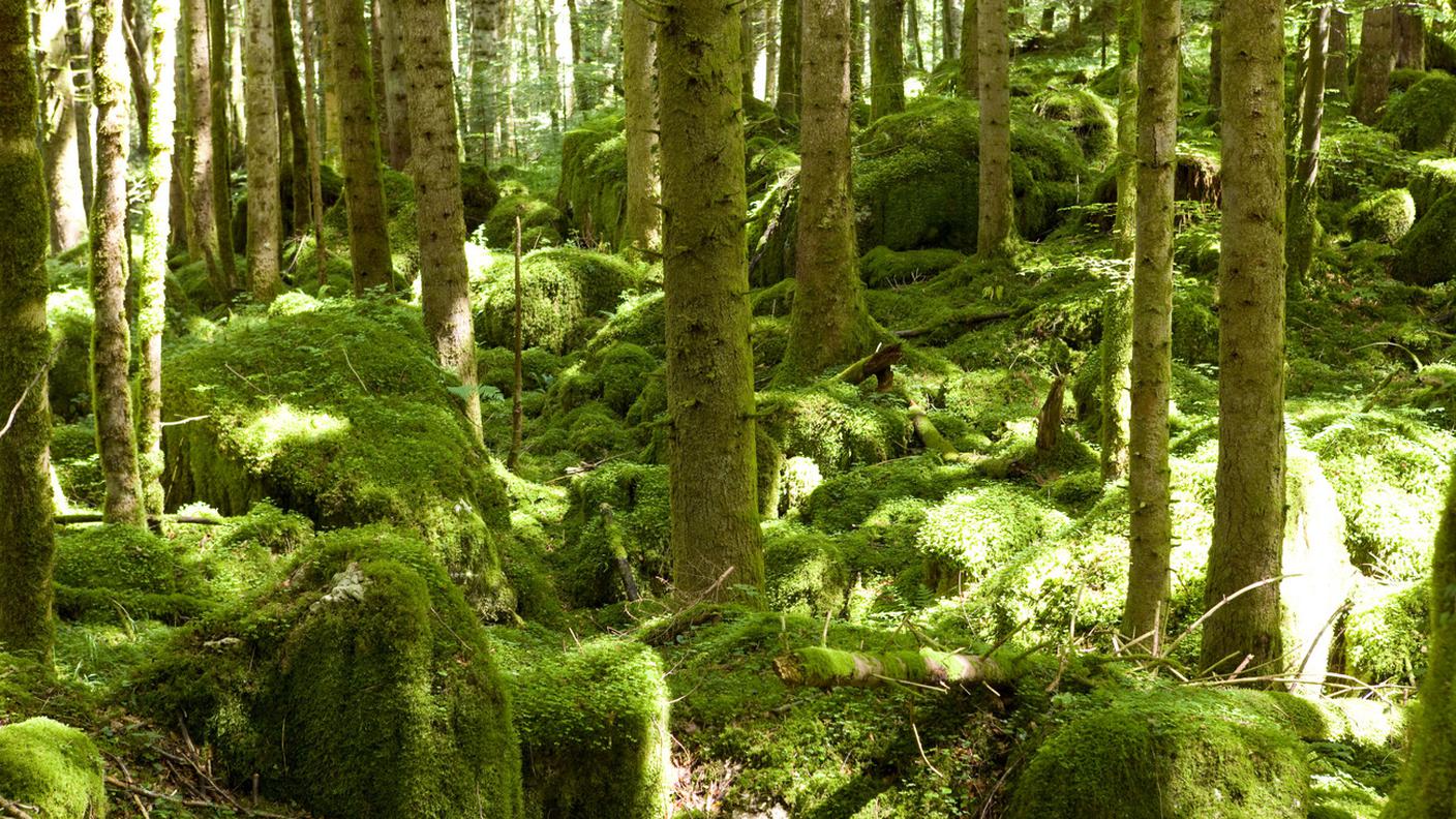 Foreste Giurassiane