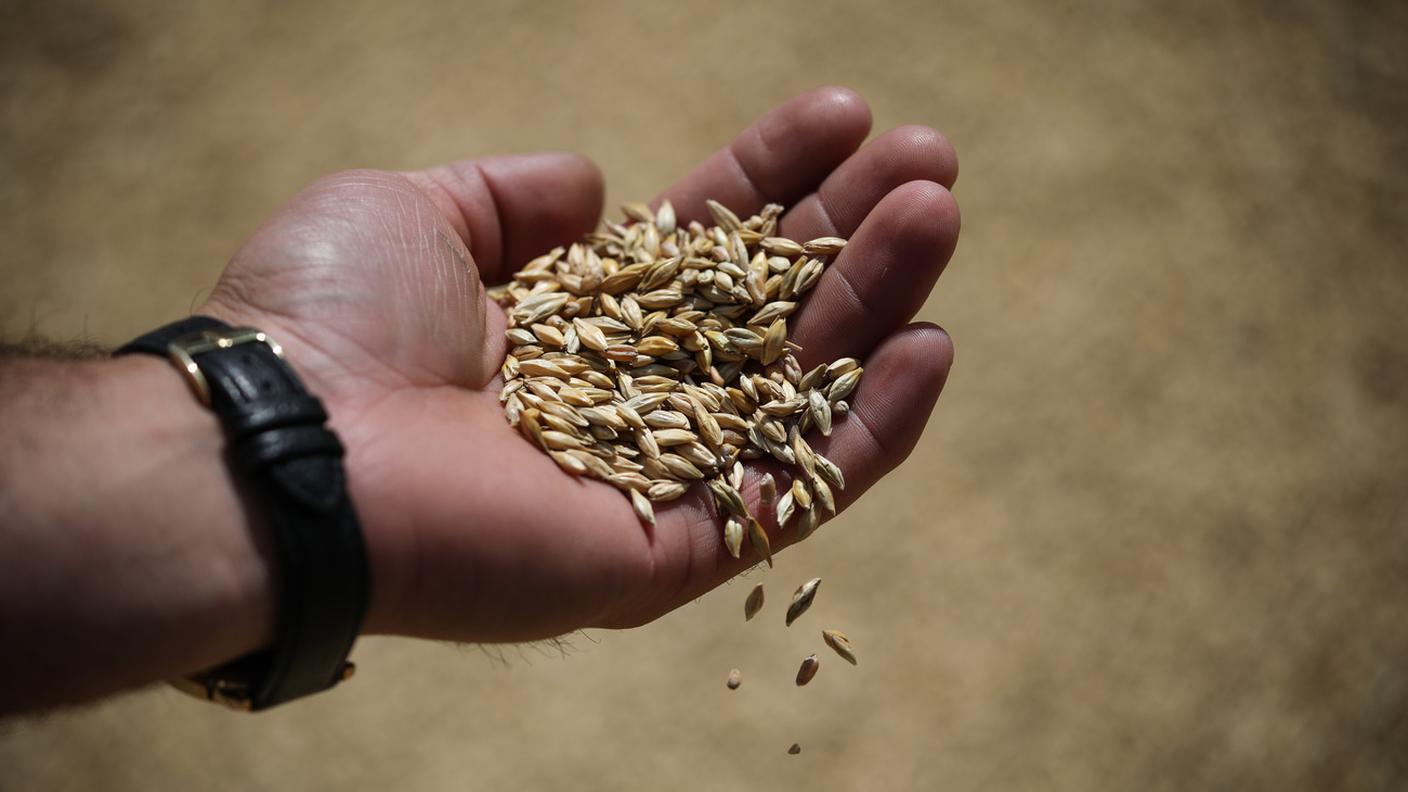 Orzo