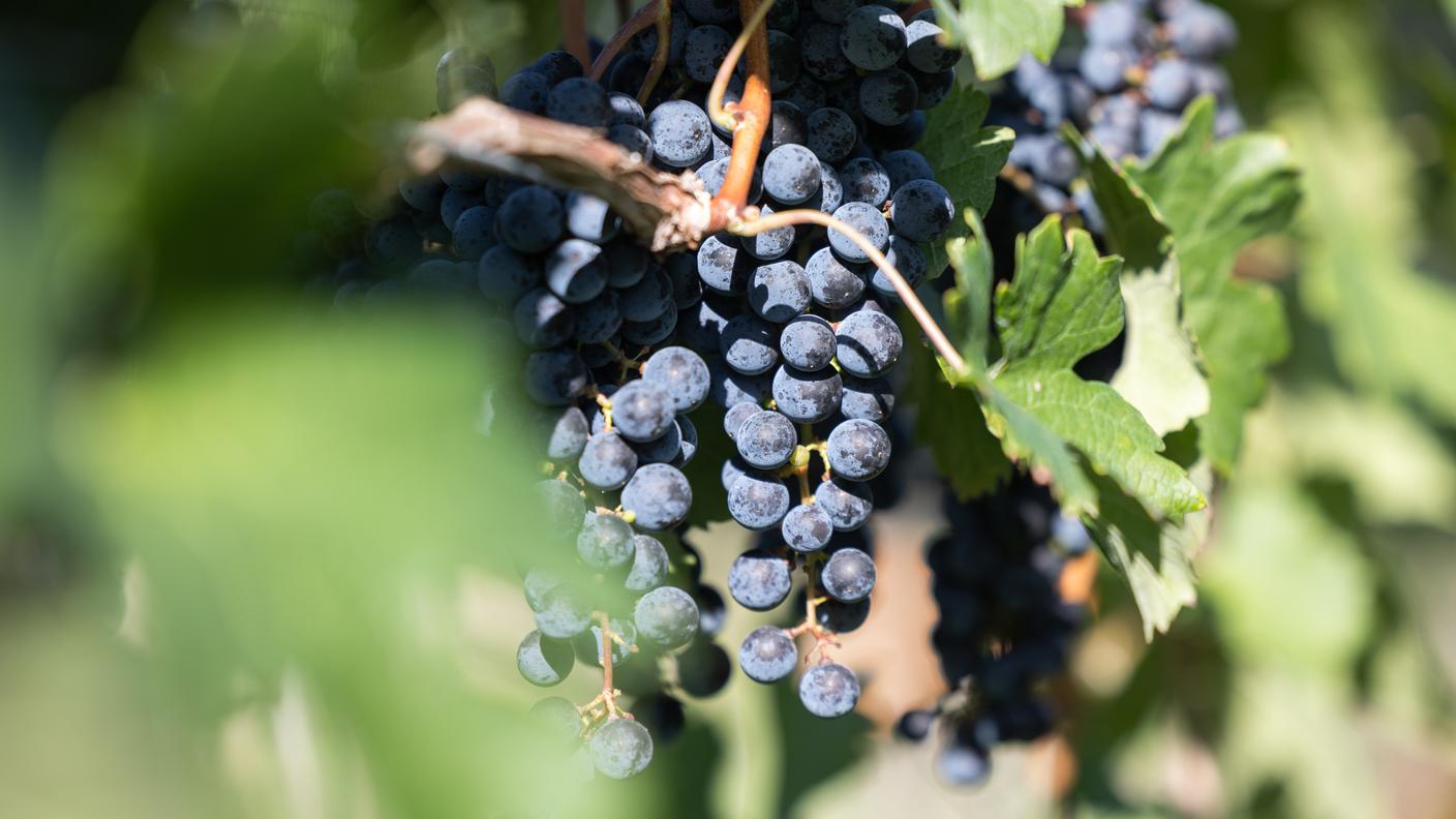 Il settore si prepara per la vendemmia 2023