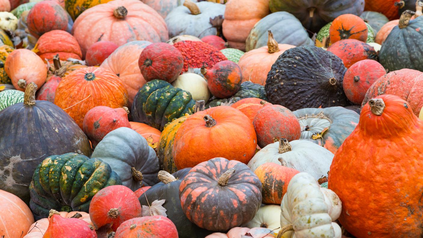zucche, diverse qualità, Autunno, Campo, Cibo, Fattoria, Orto