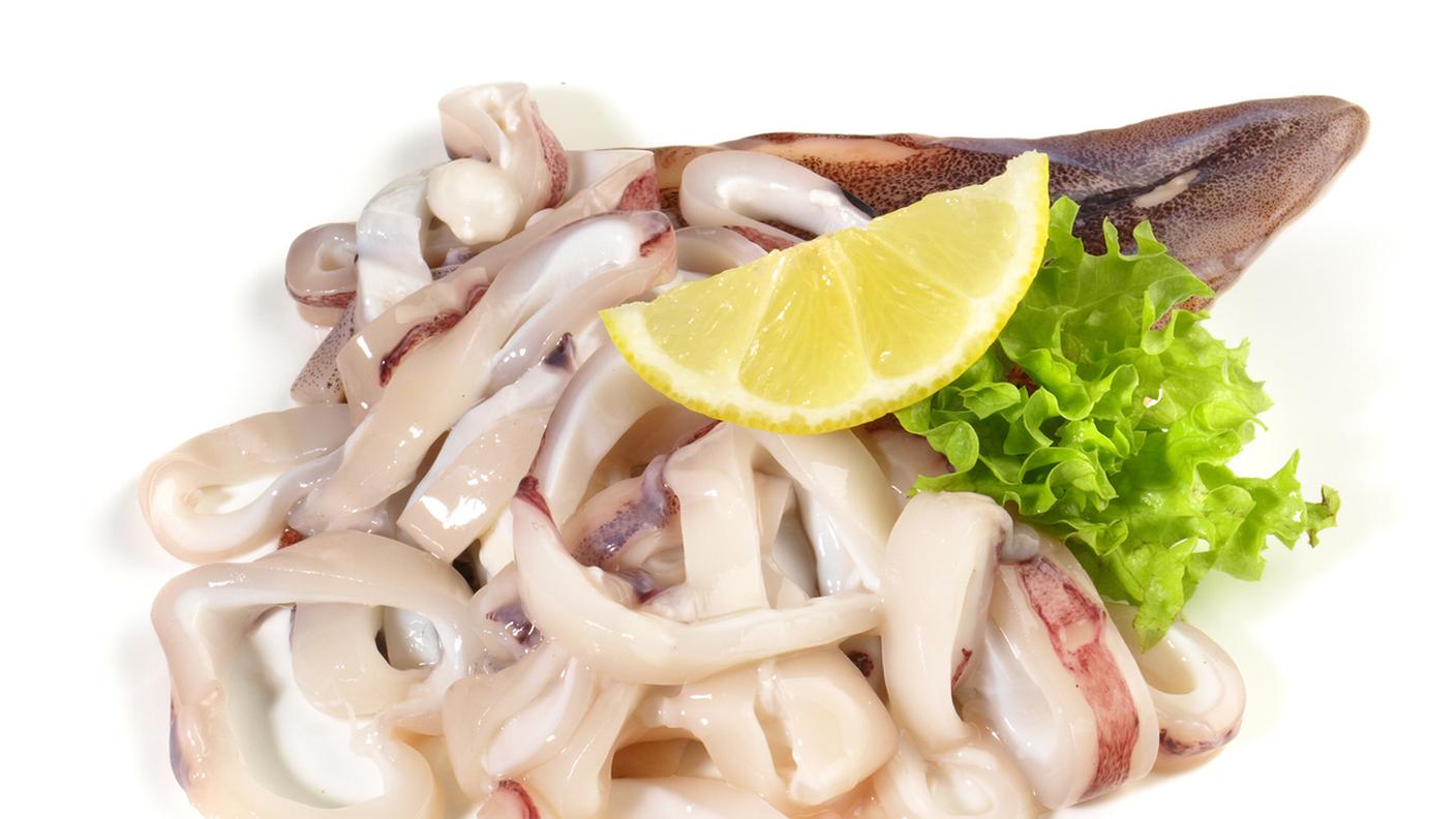 Cefalopodi