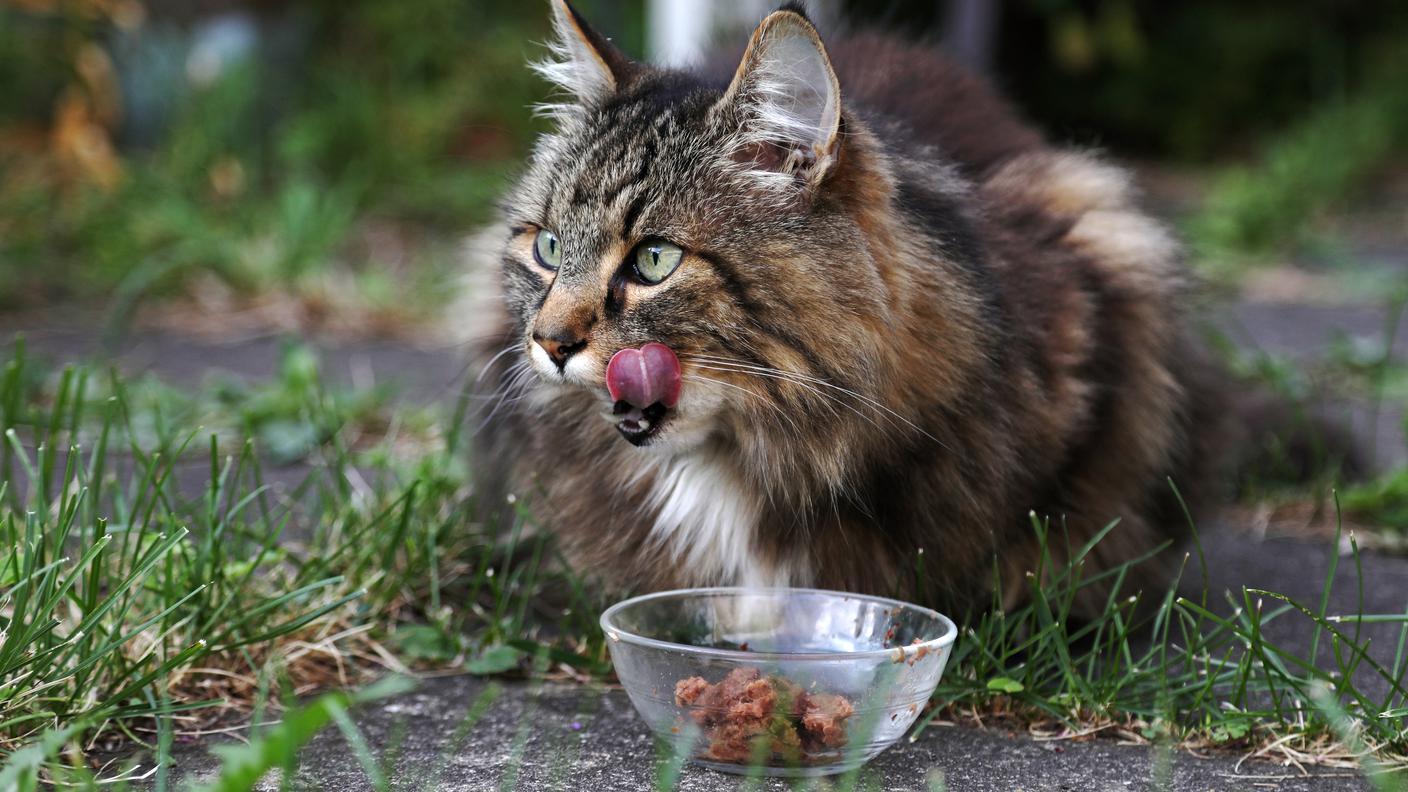 gatto e cibo