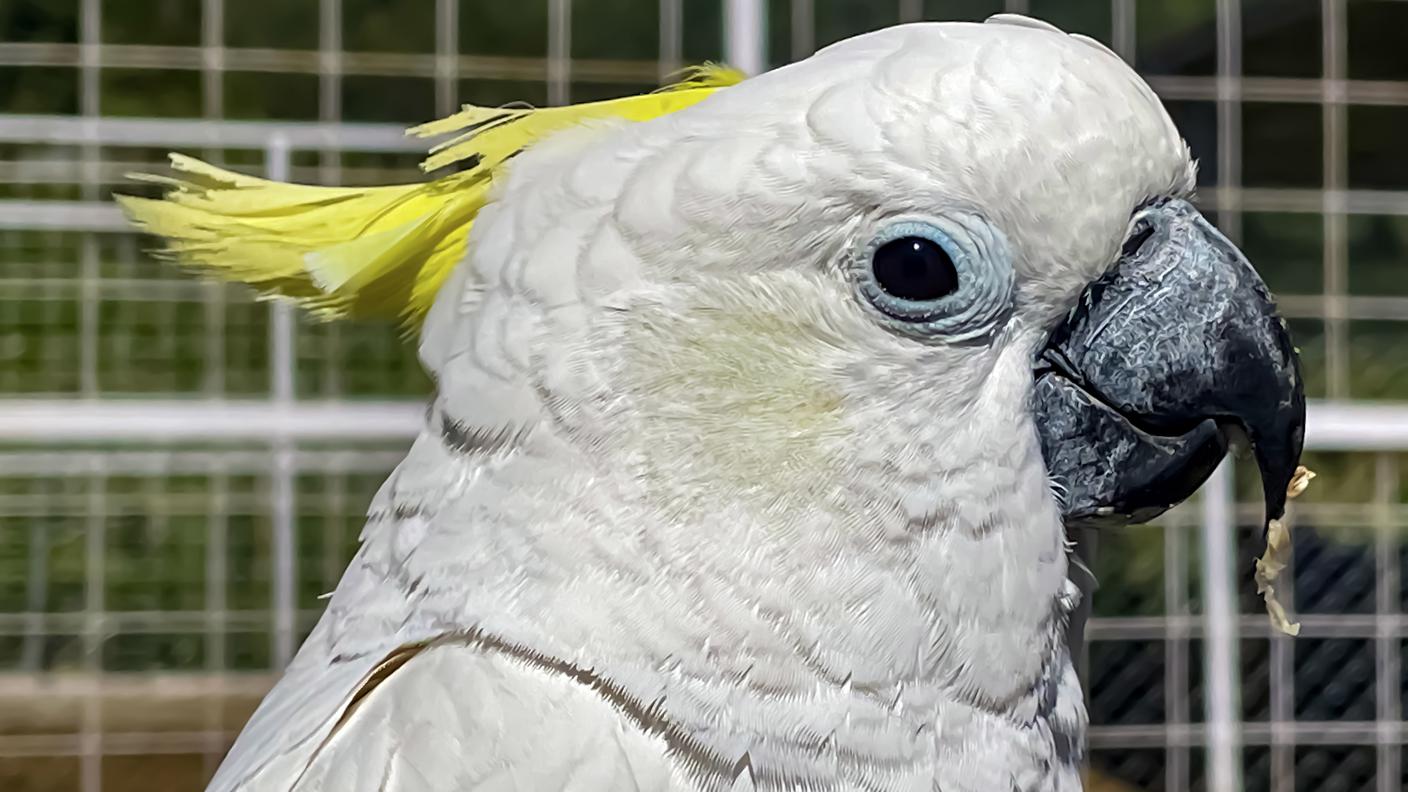 Cacatua dal ciuffo giallo