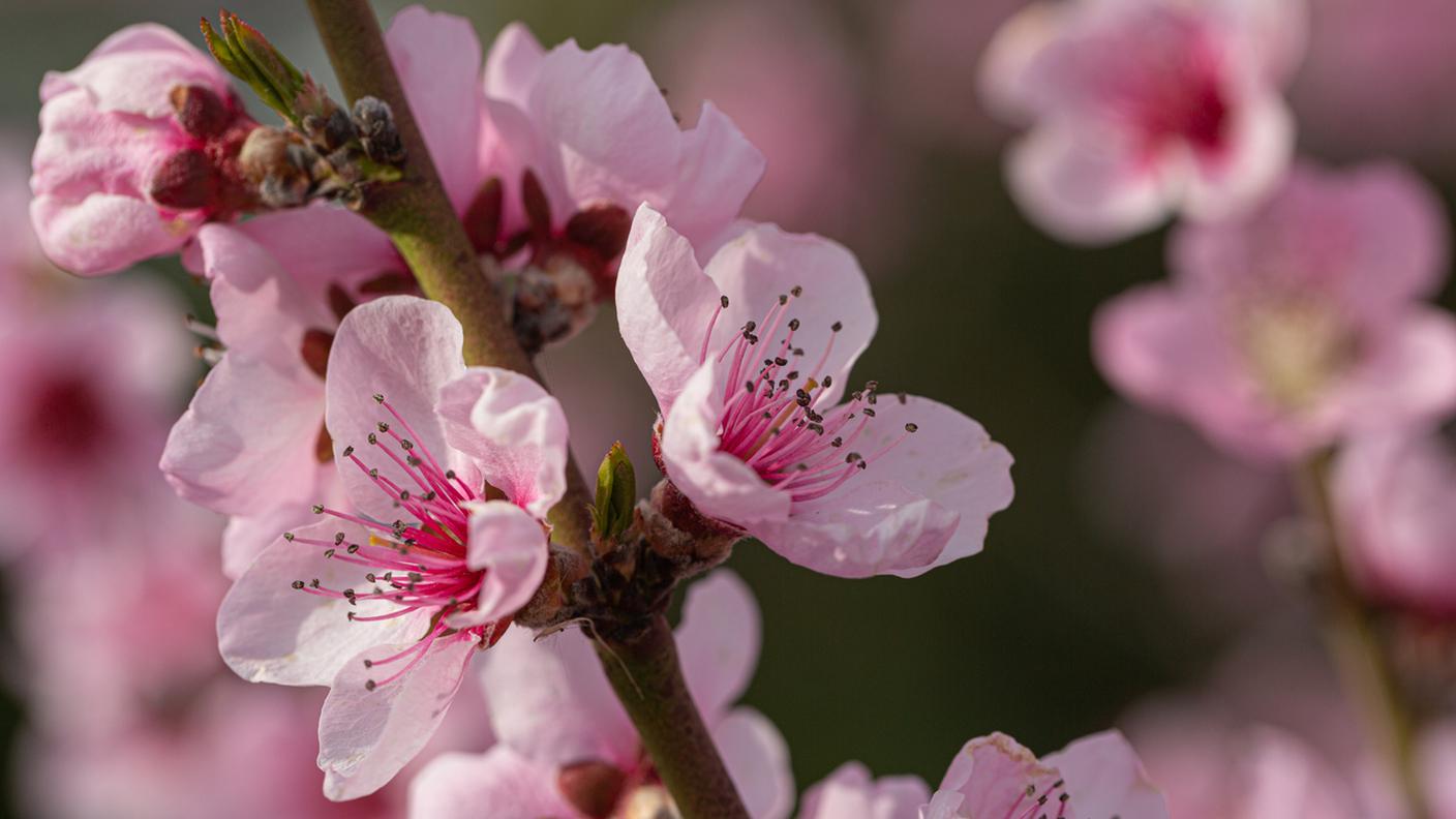 Primavera