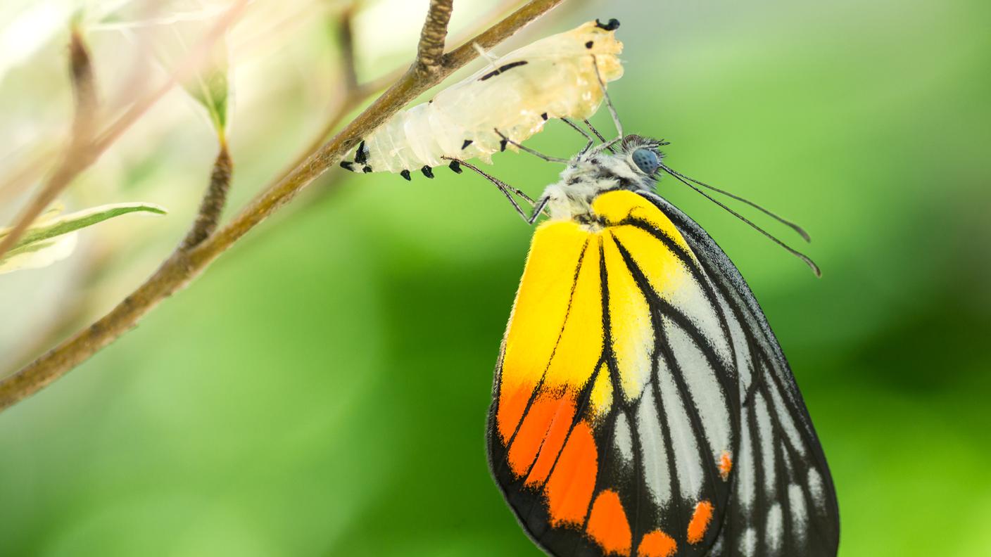 metamorfosi del bruco in farfalla