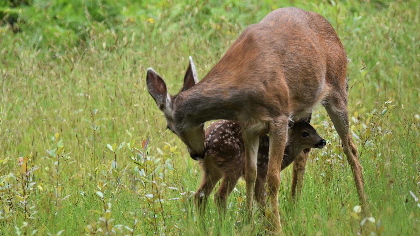 mamma cucciolo, capriolo, cervo, fauna