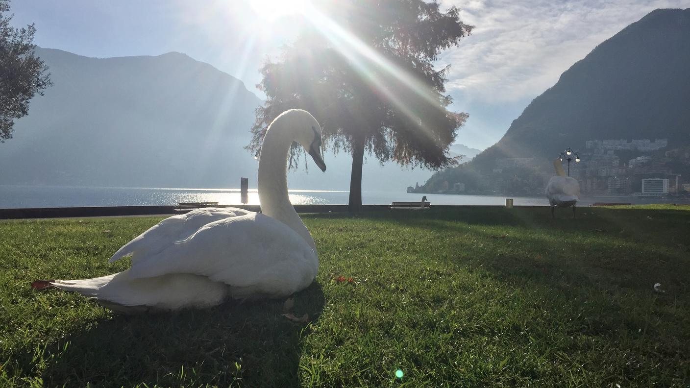 Lugano cigno