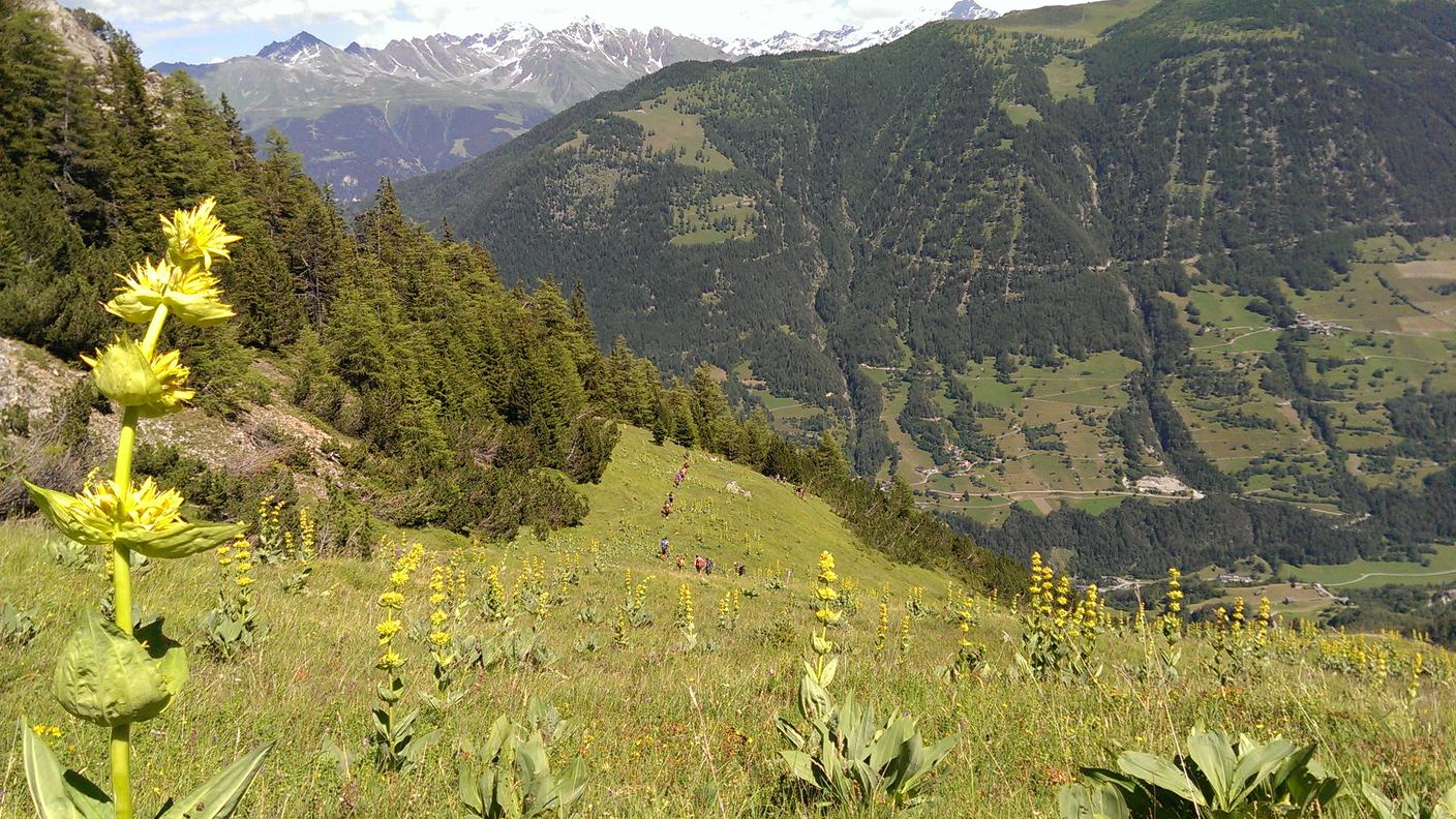 Sezione Scout Sassifraga Vallemaggia - Esploratori