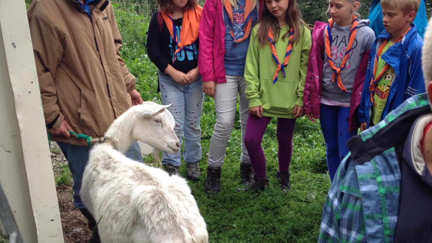 Sezione Scout Gambarogno - Muta lupetti