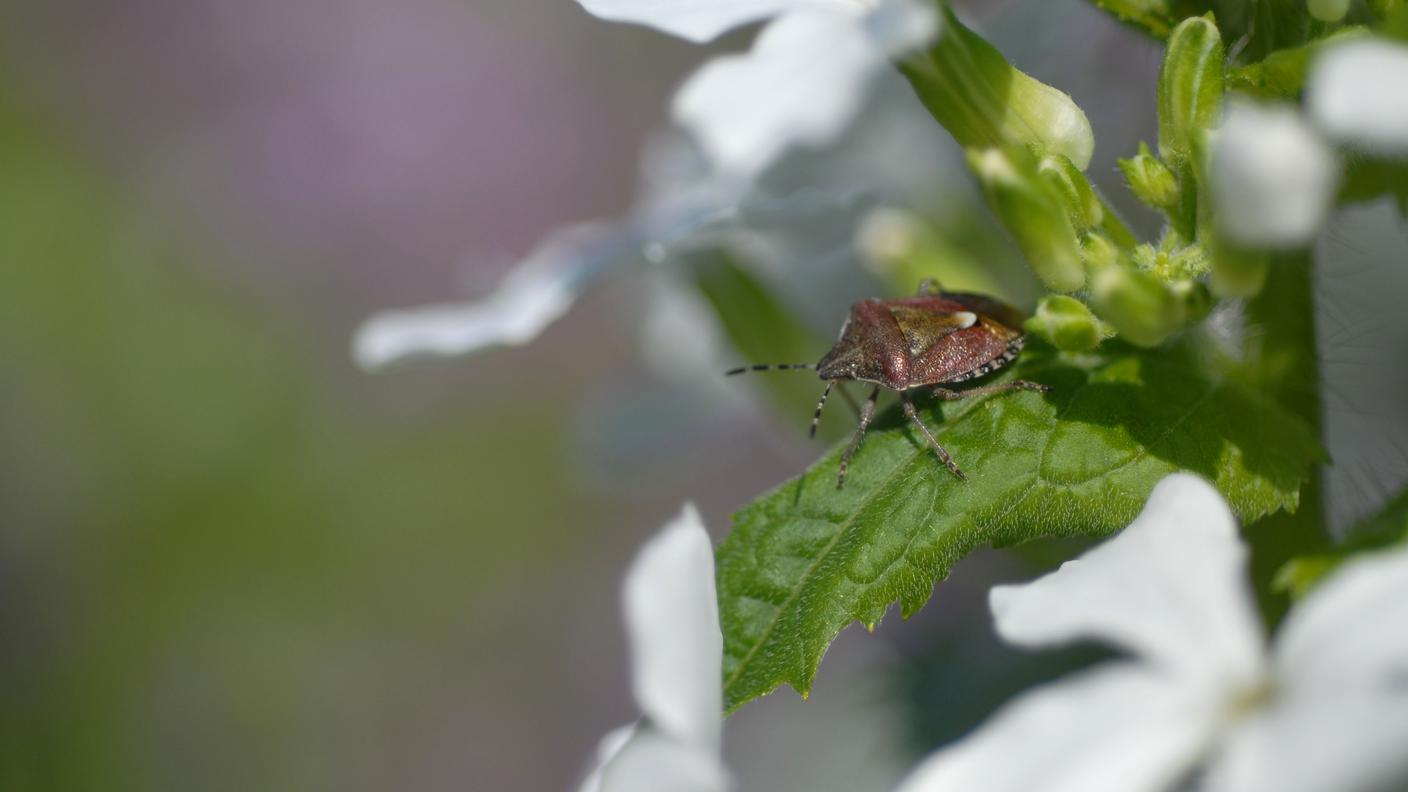 cimice