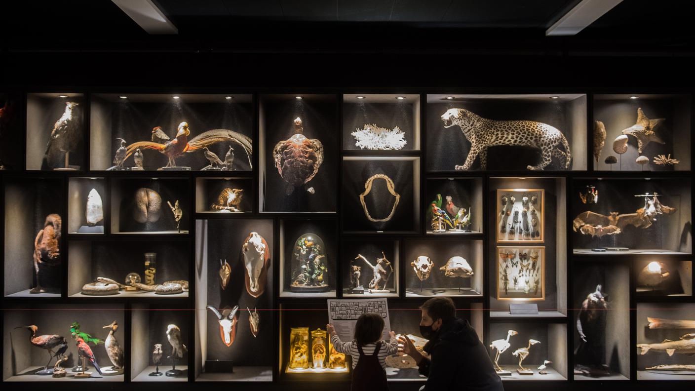 Museo storia naturale
