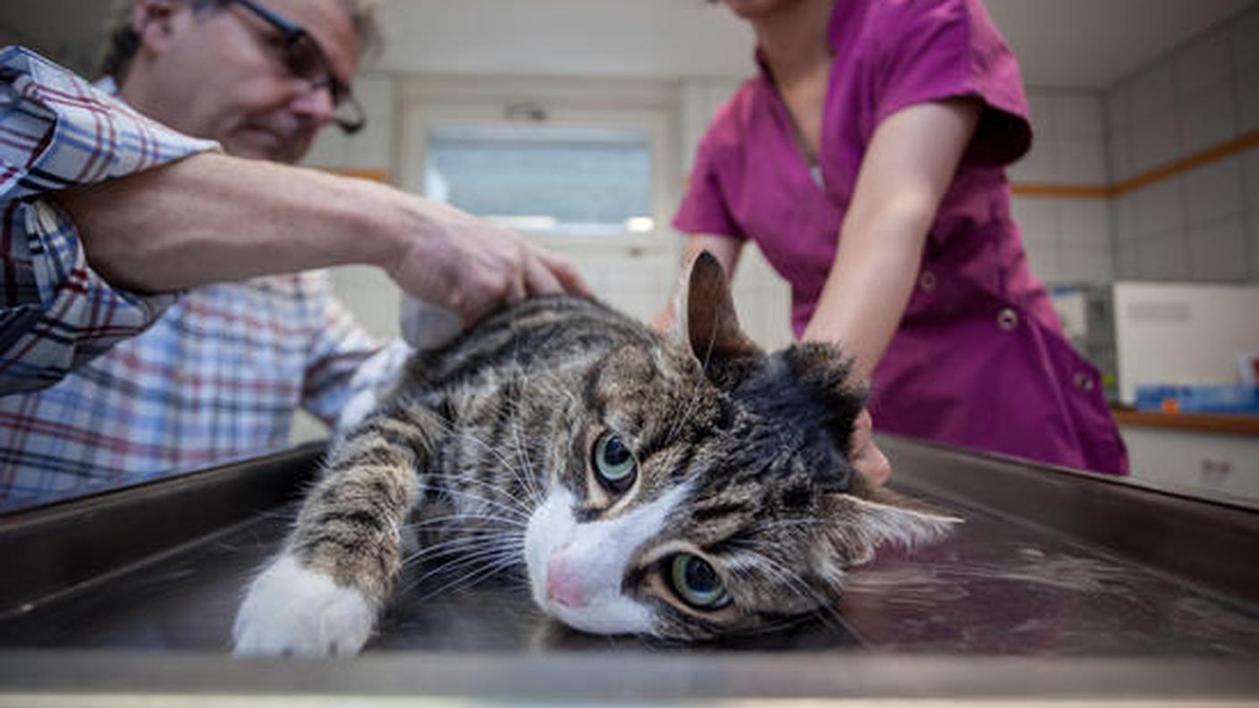 Veterinario.jpg