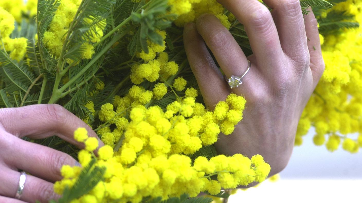 Mimosa TiPress.jpg