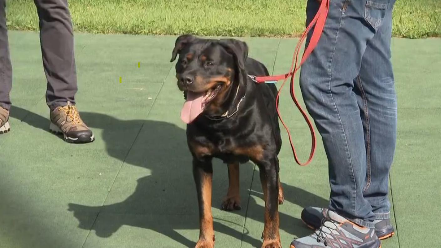 Rotweiler.jpg