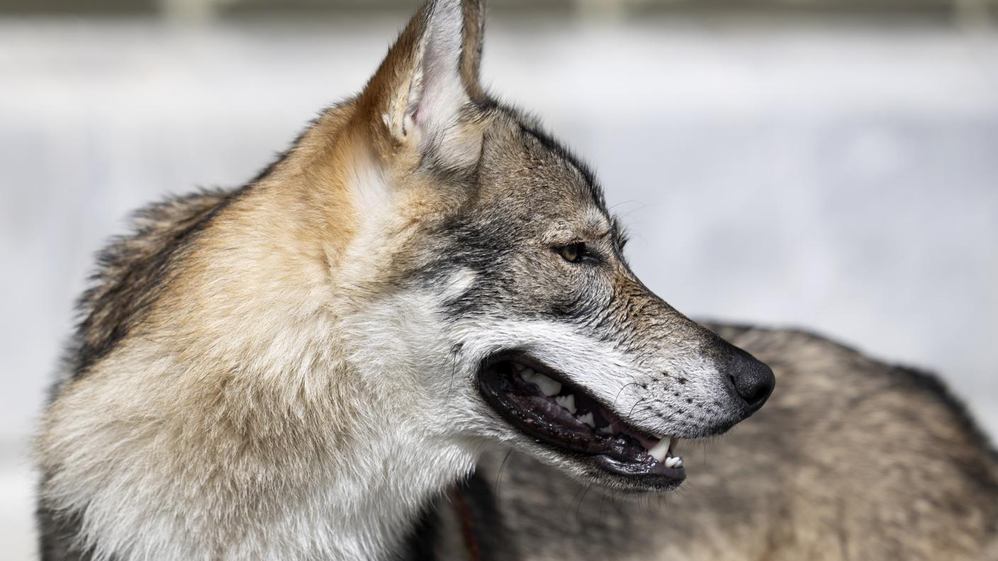 Keystone-WOLVES.jpg