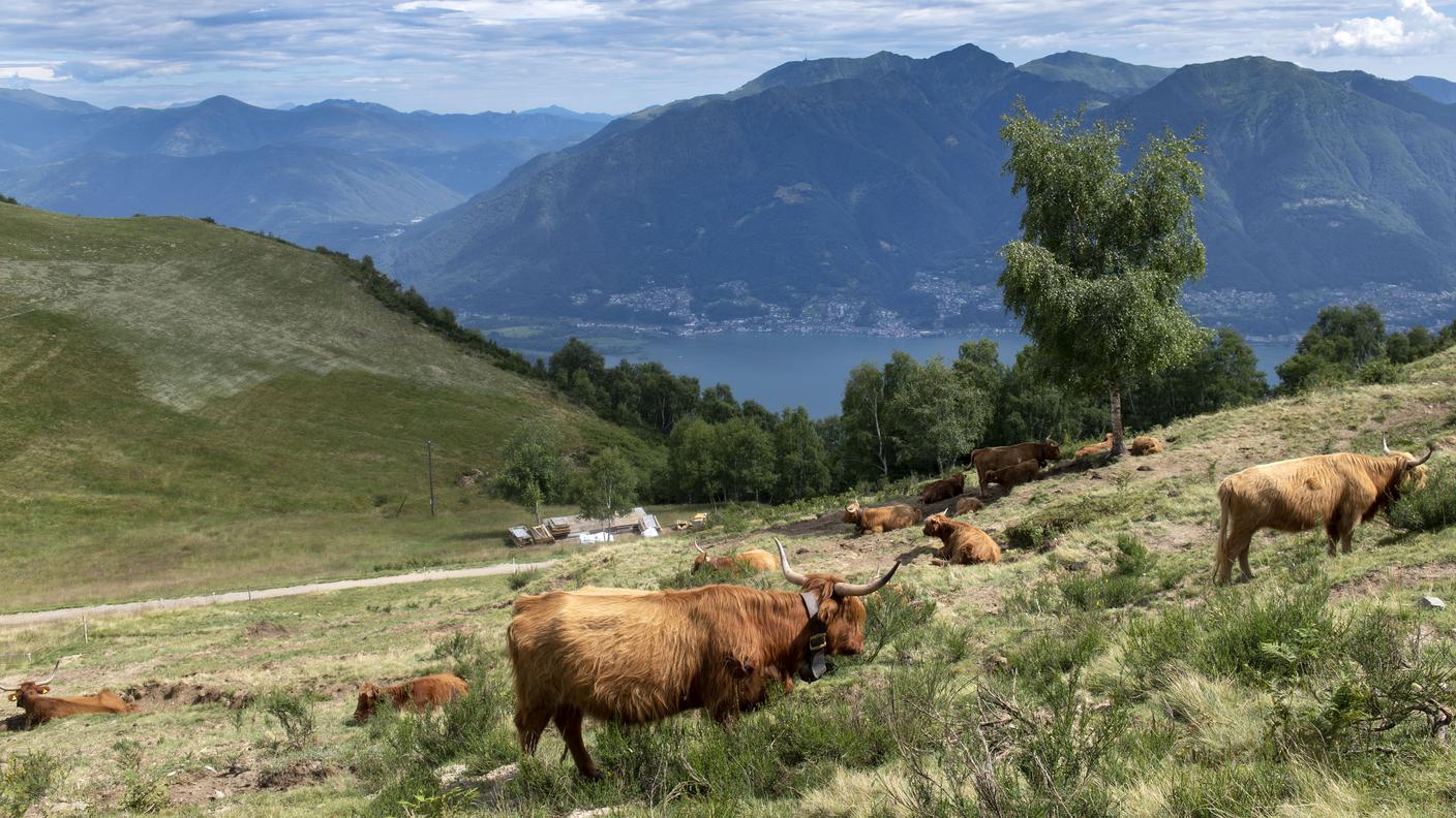 Un pascolo sull'alpe Cardada.jpg