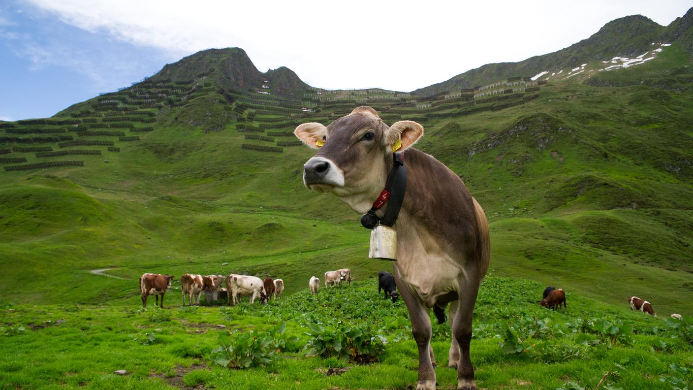 TiPress ridurre il Co2 prodotto dai bovini.jpg