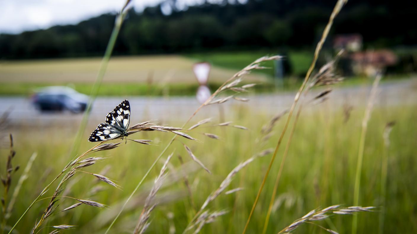 biodiversità.jpg
