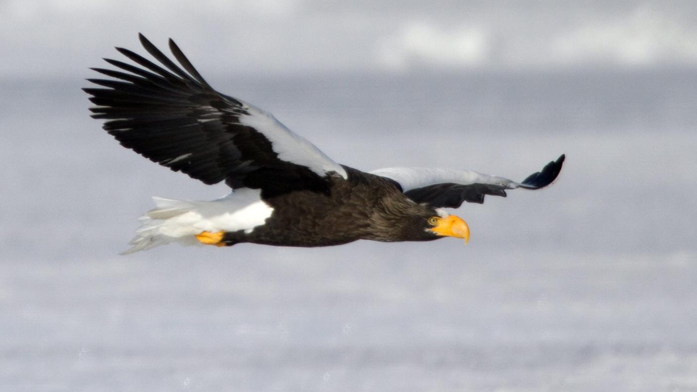Un'aquila in volo