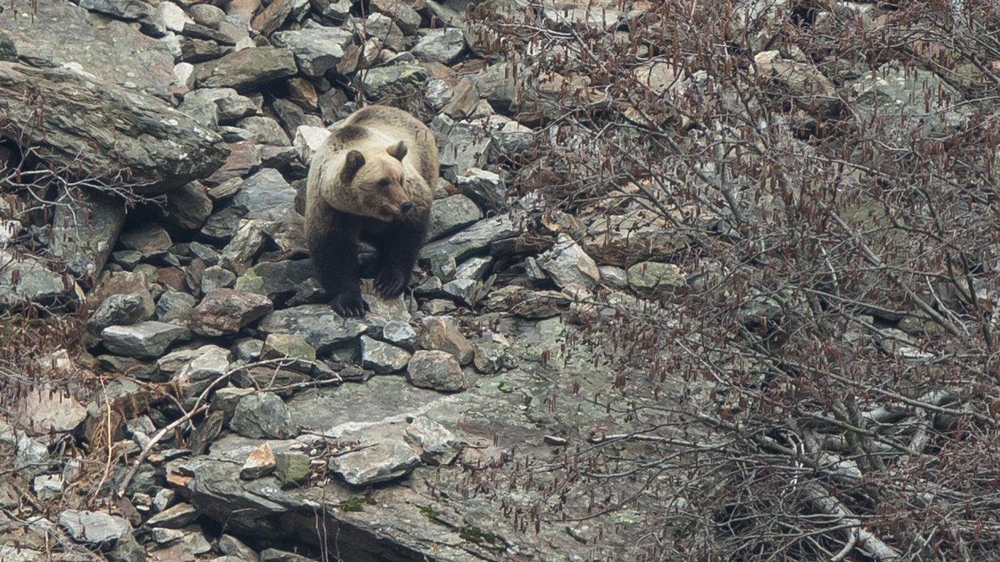Orso