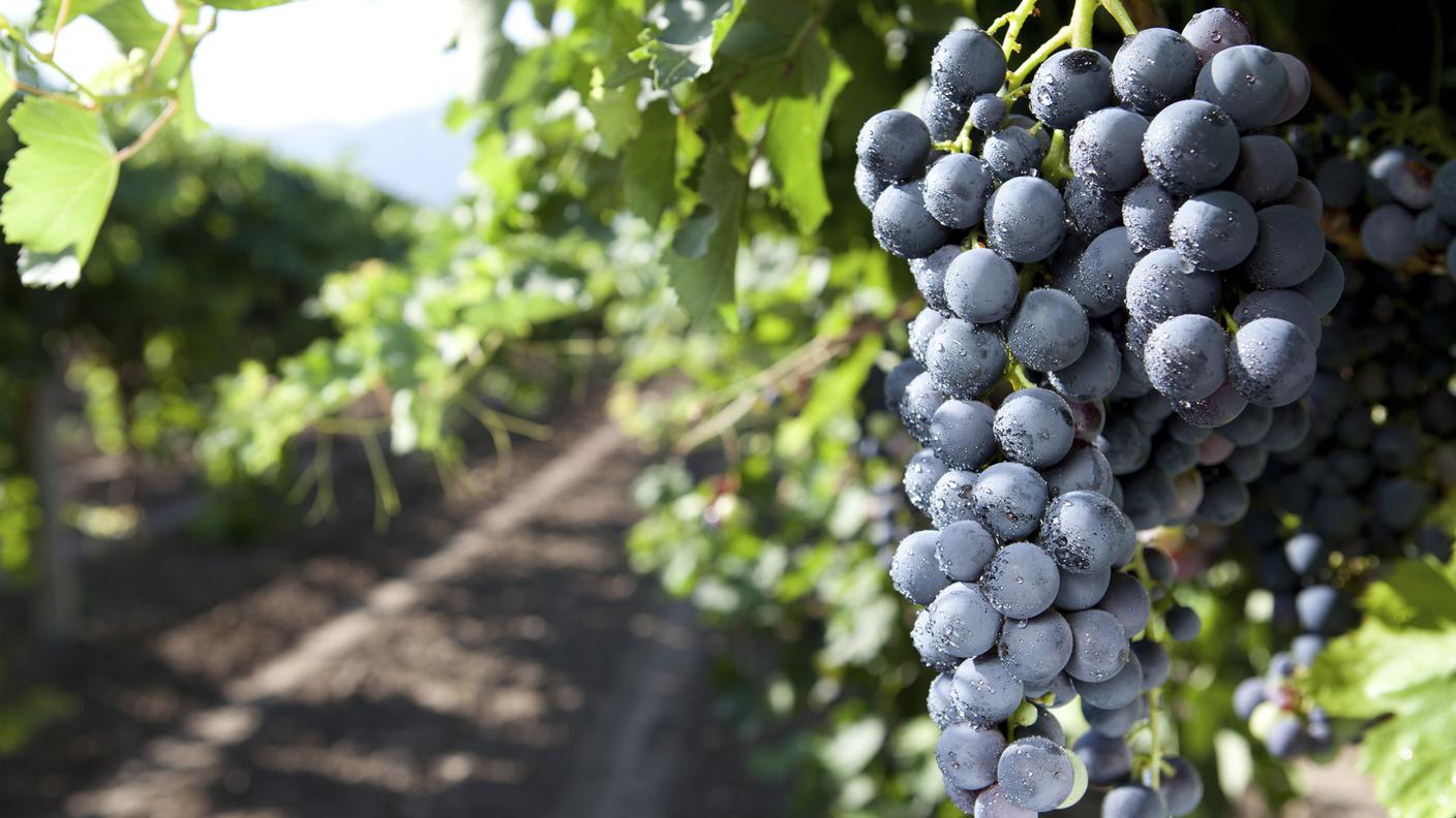 Grappoli d'uva, Azienda vinivola, Uva, Vite, Viticoltura, Uva nera