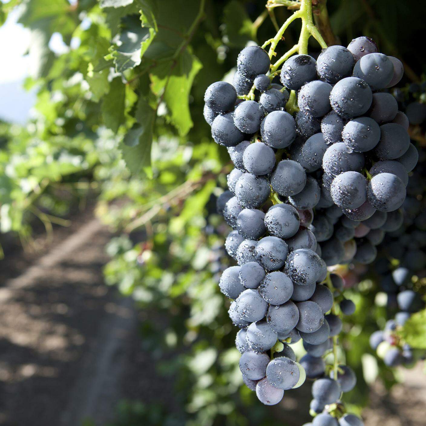 Grappoli d'uva, Azienda vinivola, Uva, Vite, Viticoltura, Uva nera