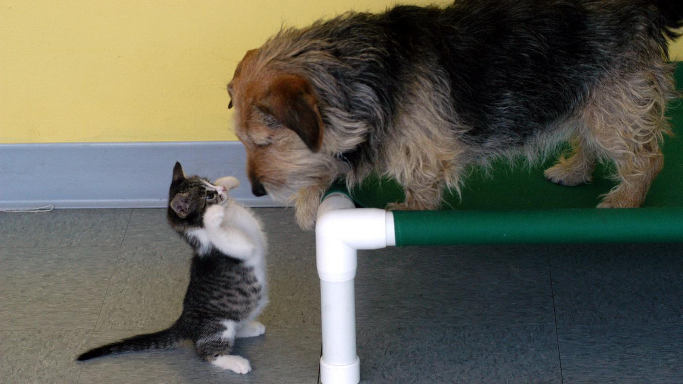 cane e gatto