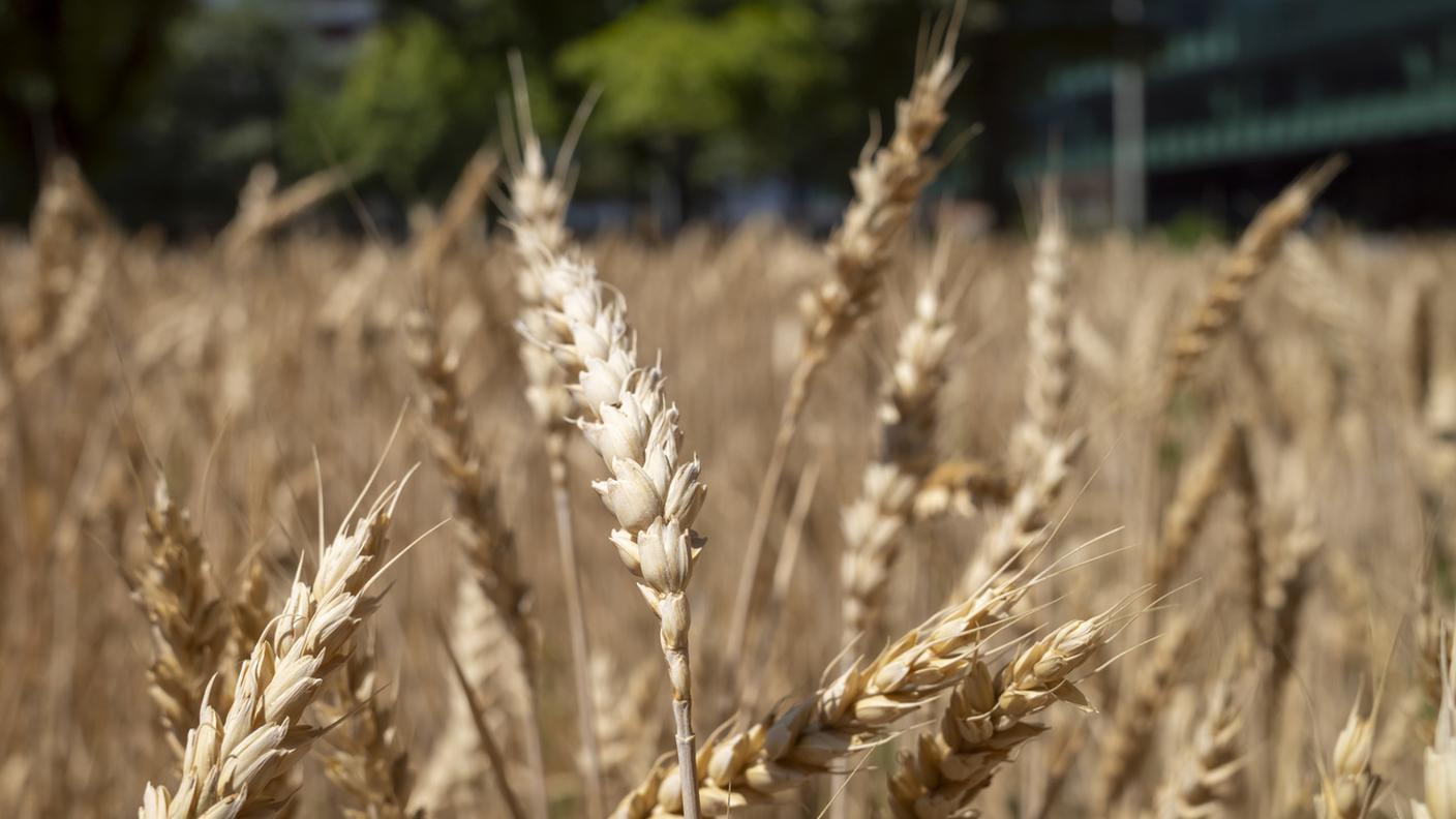 Campo di grano VGI .jpg