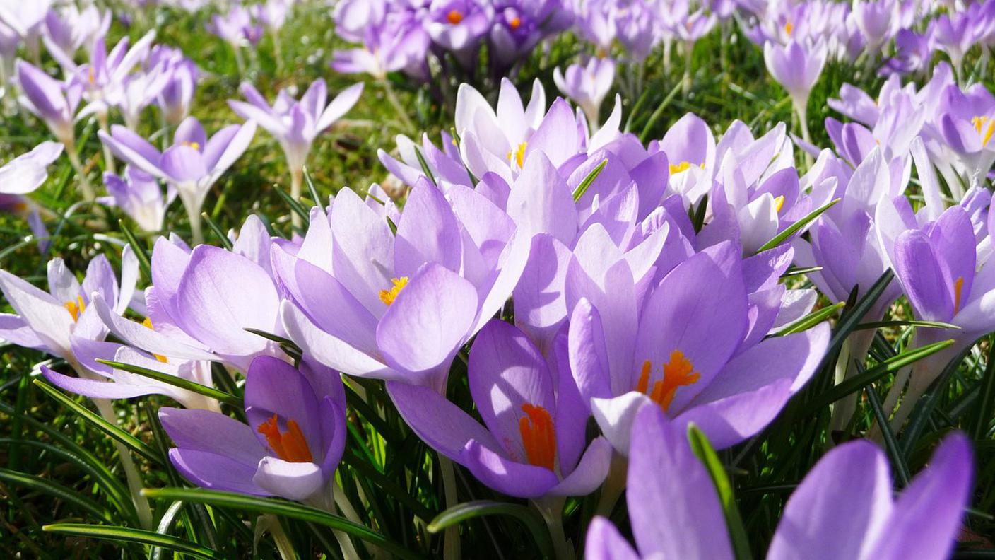 Krokus
