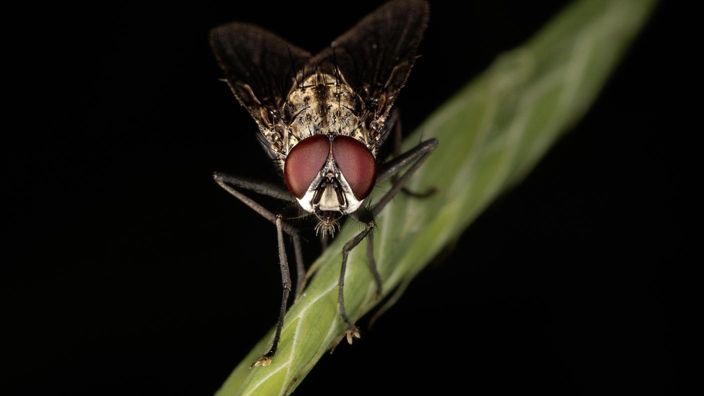 iStock-Mosca domestica, Animale, Parte del corpo animale, Occhio animale, Fauna selvatica