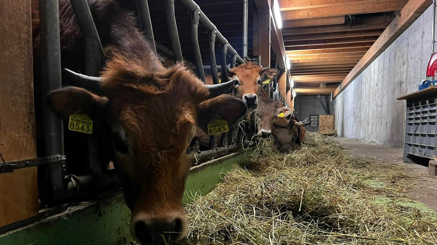 Casa Svizzera on tour: in diretta da Viano, Valposchiavo