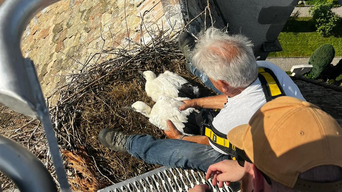Casa Svizzera on tour: in diretta da Uznach, nel paese delle cicogne