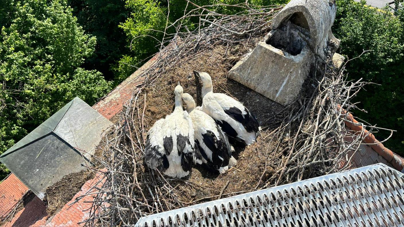 Casa Svizzera on tour: in diretta da Uznach, nel paese delle cicogne
