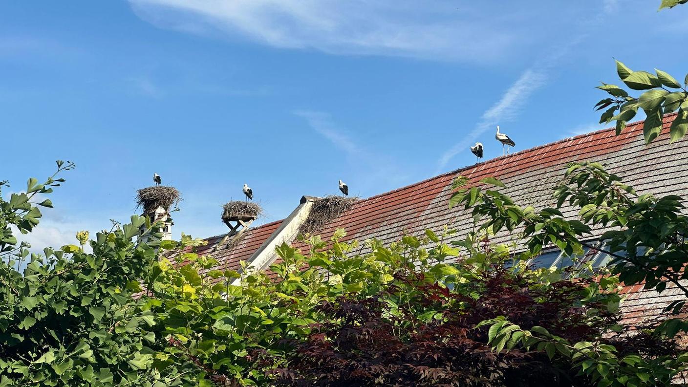 Casa Svizzera on tour: in diretta da Uznach, nel paese delle cicogne