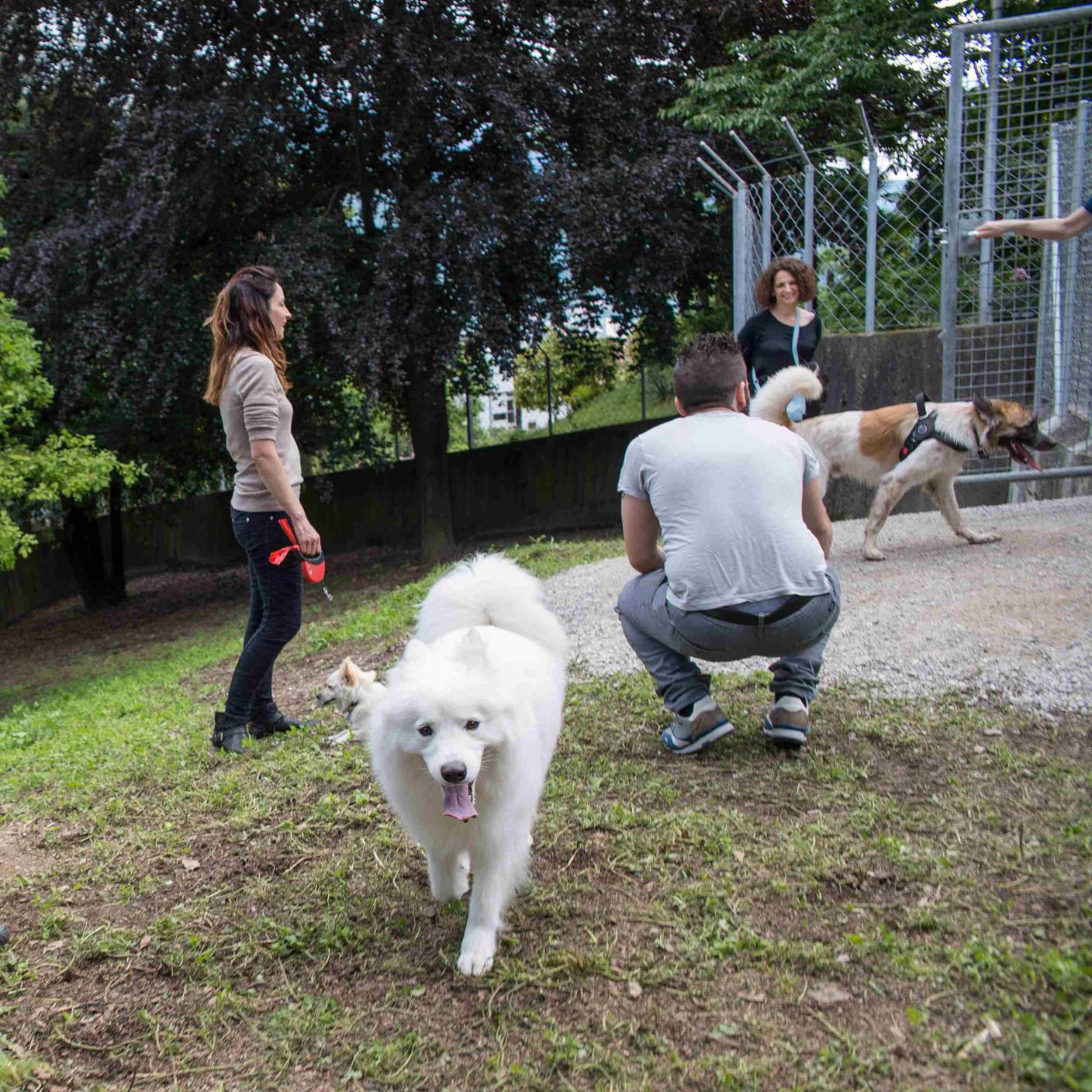 Per molti cinofili i corsi per padroni di cani non devono esser aboliti