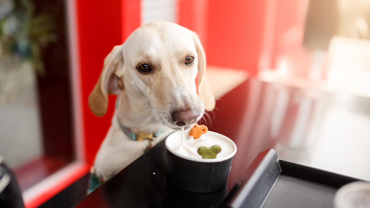 ristorante per cani