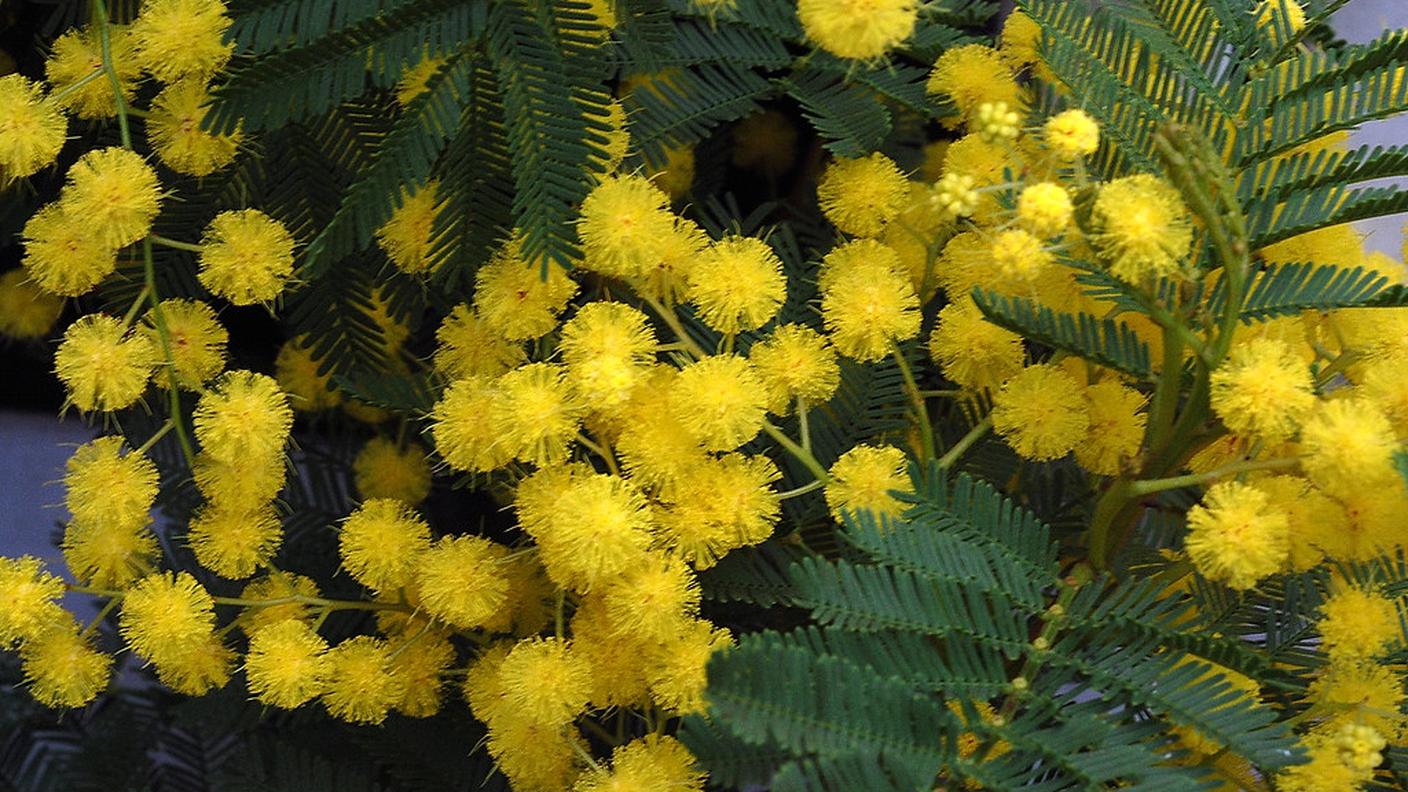 mimose