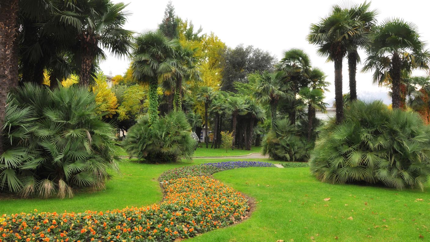 Palme lago maggiore, parco