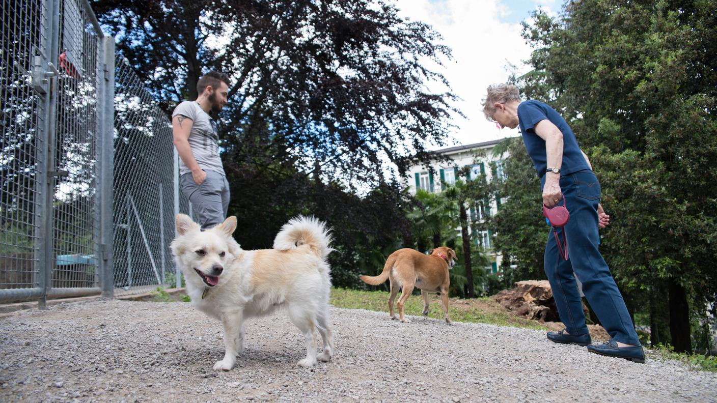 Dog Park