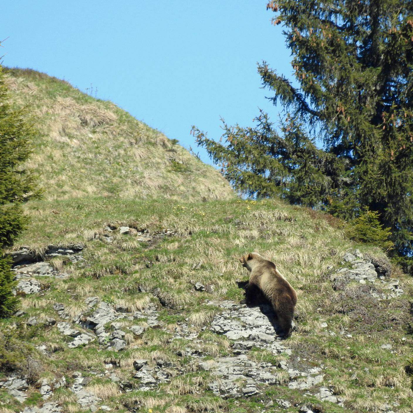 L'orso originario del Trentino fotografato a maggio in canton Berna