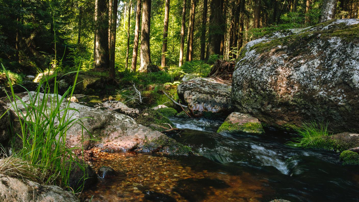 sorgente, acqua, bosco