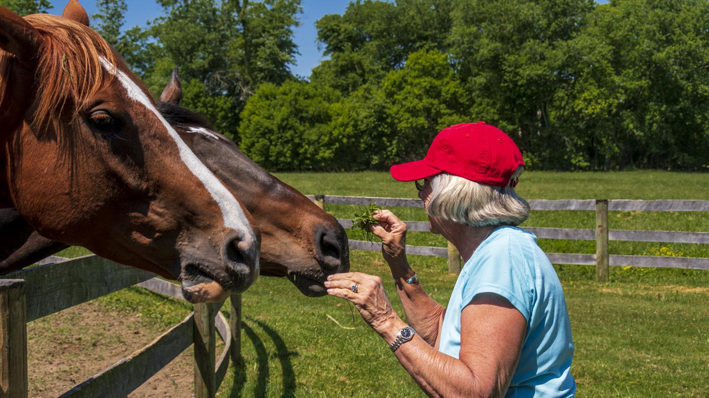 donna anziana che dà da mangiare a un cavallo di salvataggio, pet therapy, zoo terapia