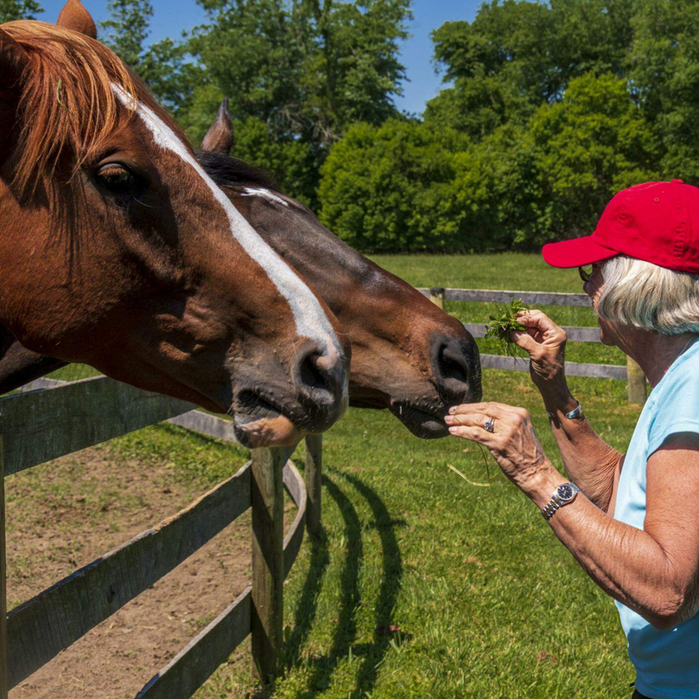 donna anziana che dà da mangiare a un cavallo di salvataggio, pet therapy, zoo terapia