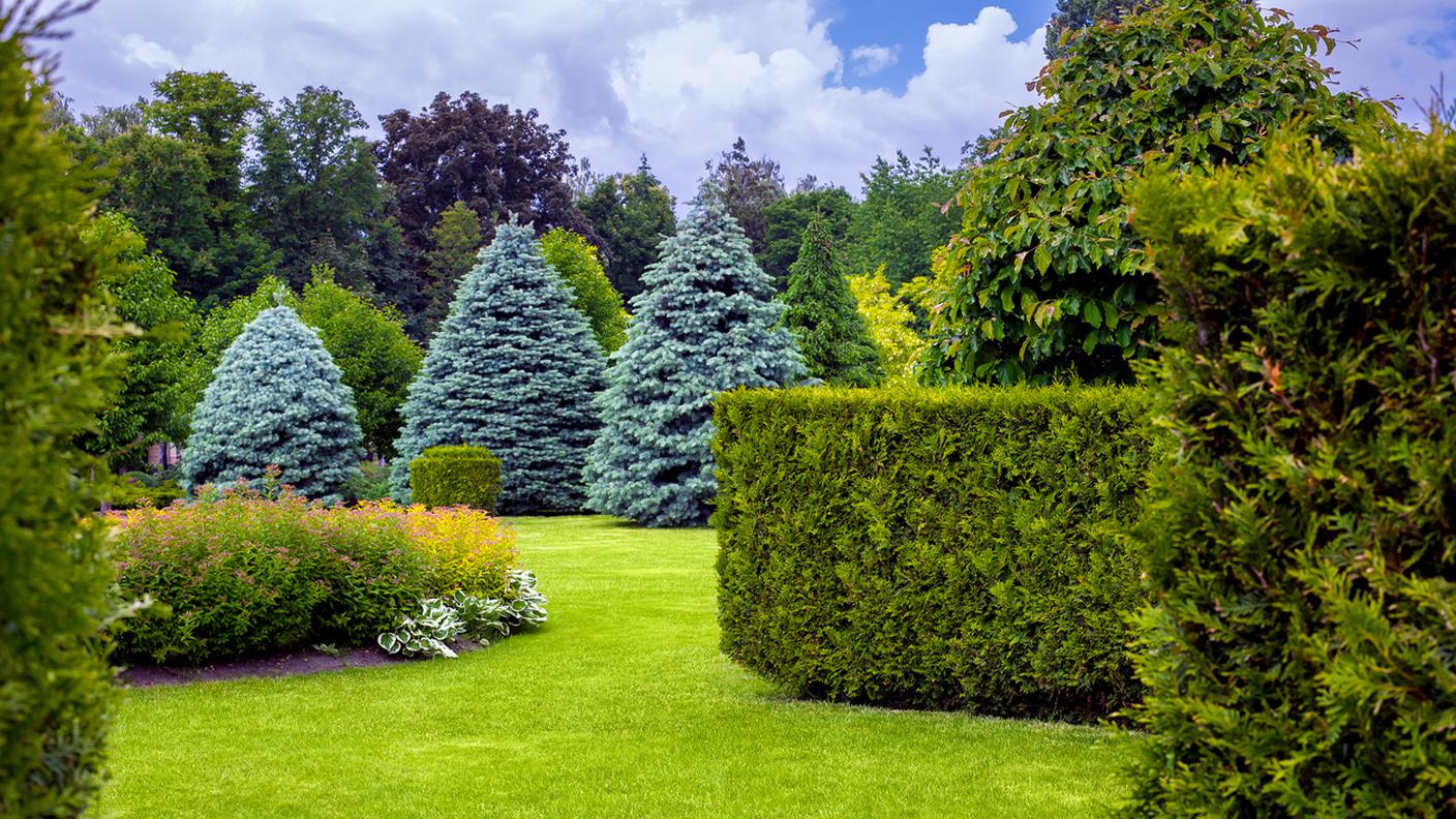 parco con giardino e alberi e pini, prato verde, piante sempreverdi e stagionali nel cortile di casa