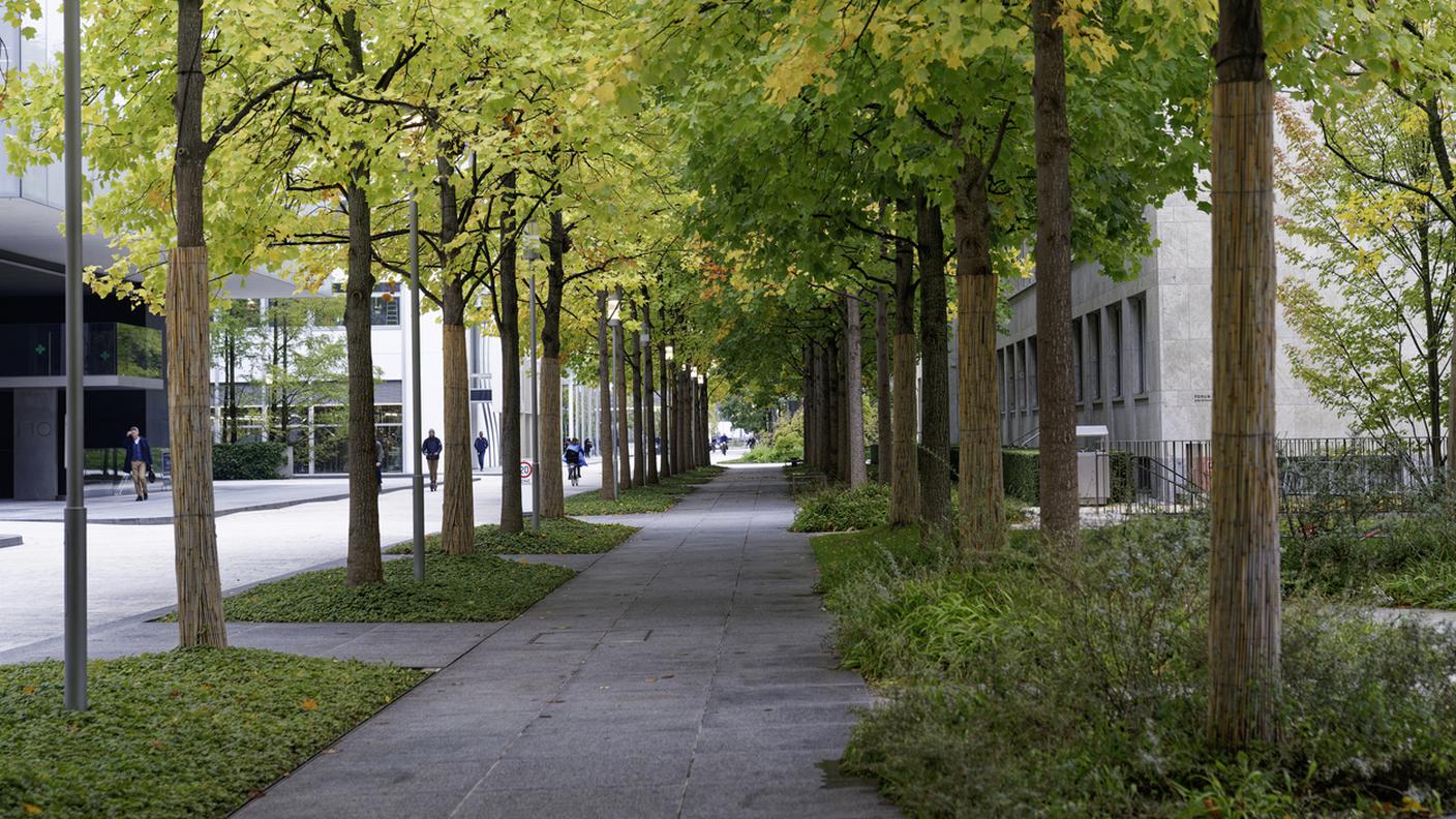 Basilea, viale alberato