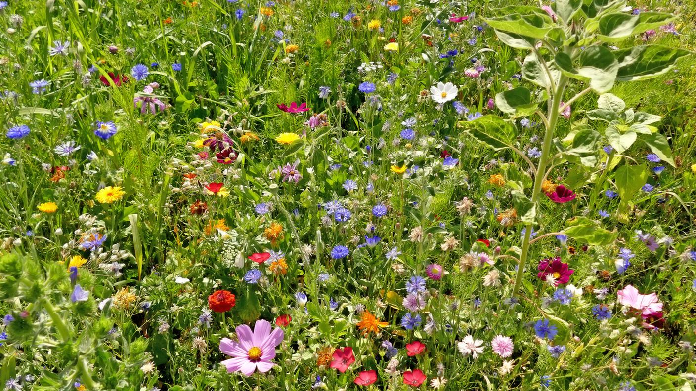 Prato con fiori colorati, biodiversità