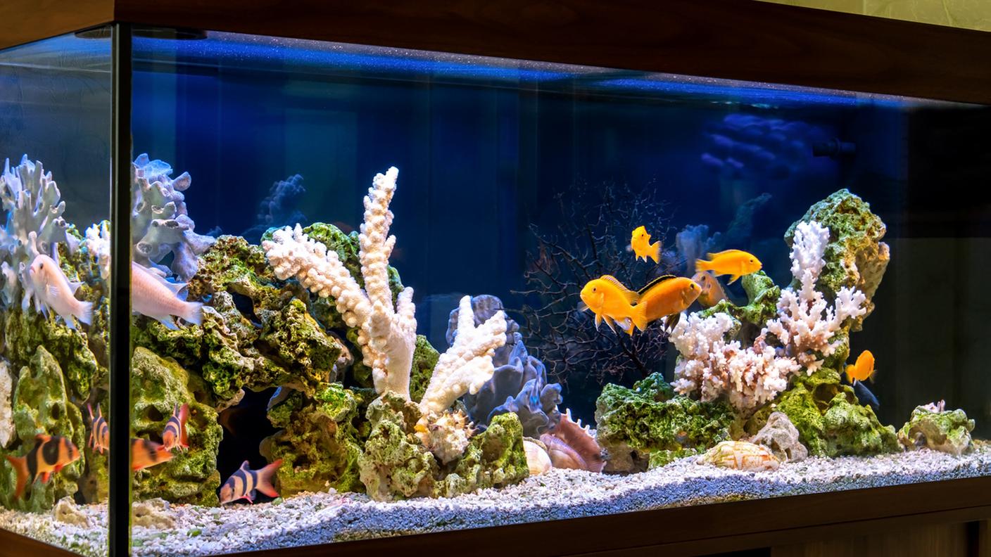 Acquario d'acqua dolce, casa, appartamento, pesci