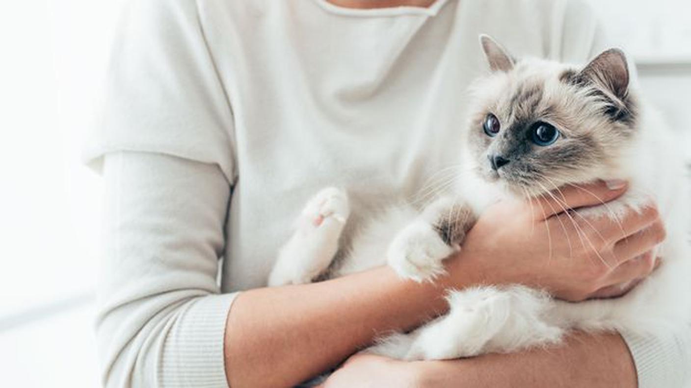 Il comportamentalista per gatti