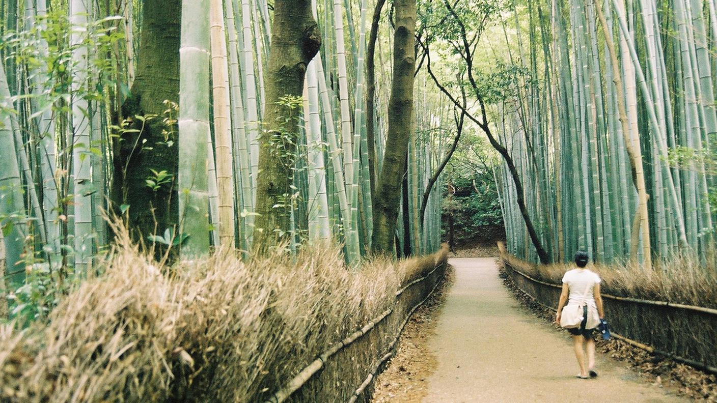 Shinrin-Yoku