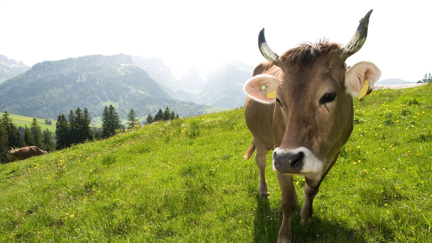 mucca alpeggio montagna